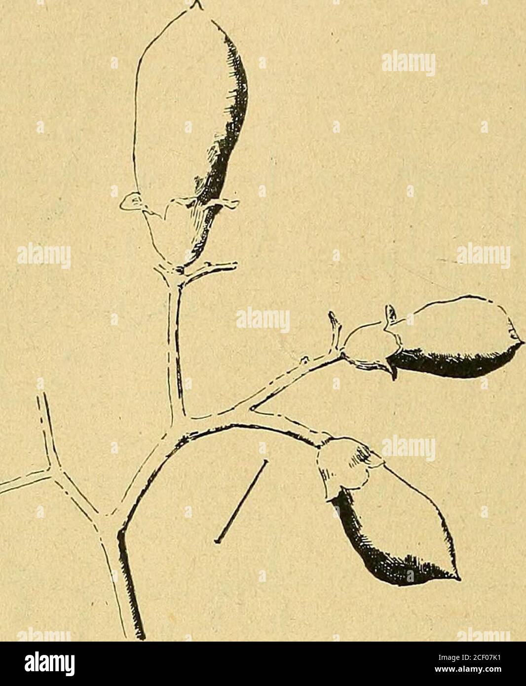 . Bulletin de la Société botanique de Genève. salicifolia Cham ; c) du C. guaranltica Chod. etHassl. Dessin de R. C. est assez fortement épaissie et quau-dessous, les palissades sontdune excessive étroitesse. On voit donc que dans le Cordia salici-folia, les cellules palissadiques sont en espèce dentonnoir commepour recevoir la lumière tamisée du sous-bois et la concentrer. Dans le Cordia paucidentata et le Cordia Caaguazuensis Chod.,il y a des stomates sur les deux faces qui portent aussi de longspoils robustes, enchâssés dans des cellules épidermiques, espèce 164 BULLETIN DE LA SOCIETE BOTAN Stock Photo