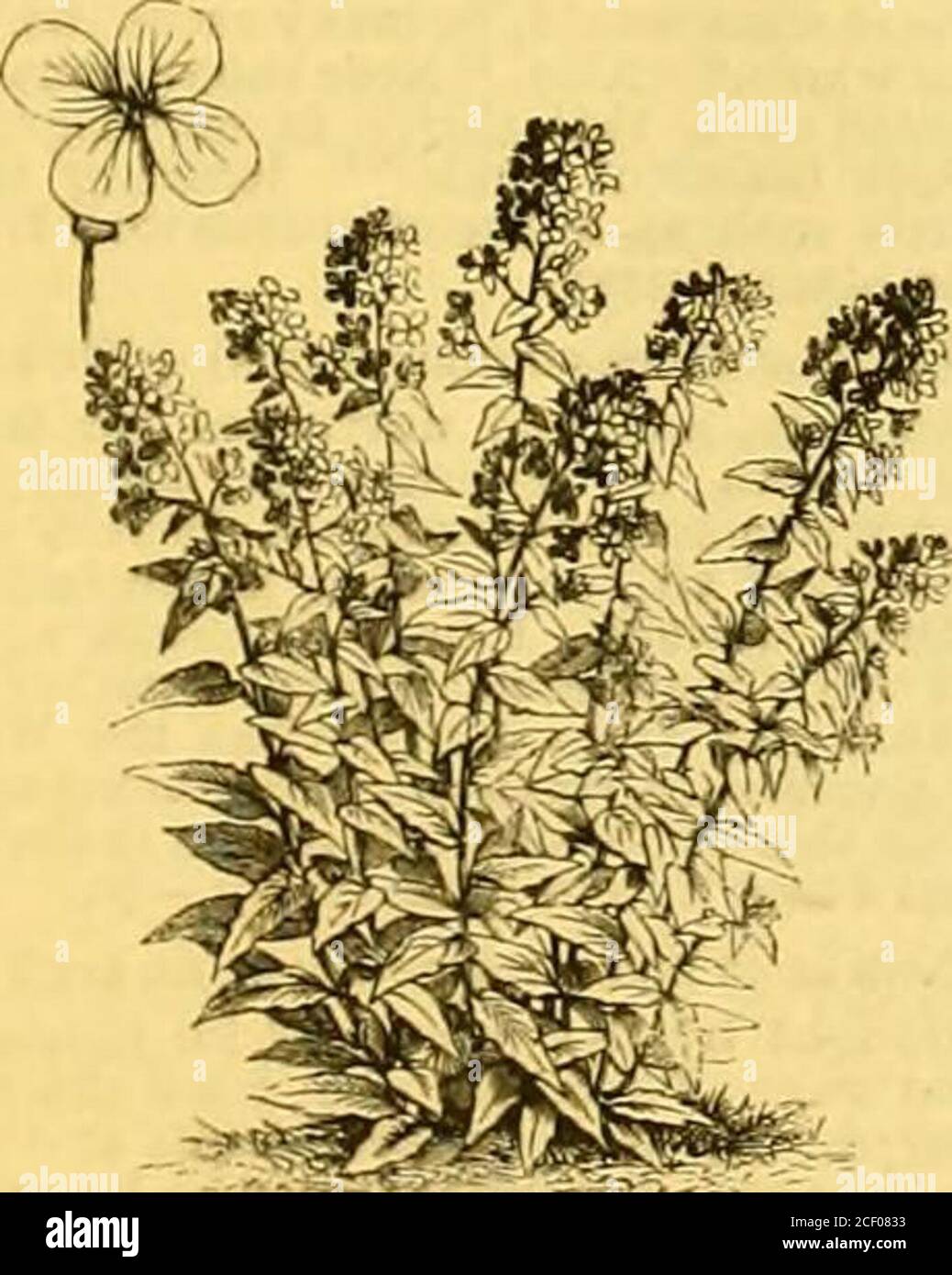 . The Garden : an illustrated weekly journal of gardening in all its branches. Illyriau Pancratium (Pancratium illyricum) Martagon Lily and flower spike (L. Martagon). Umbel-flowered Lily (Lilium umbellatum).. Stock Photo