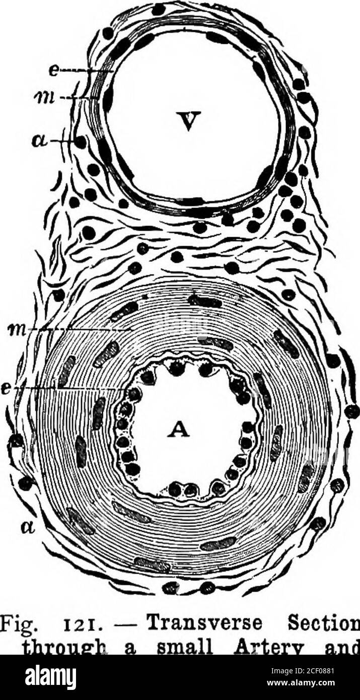 Heart Veins Arteries Black And White Stock Photos Images Alamy