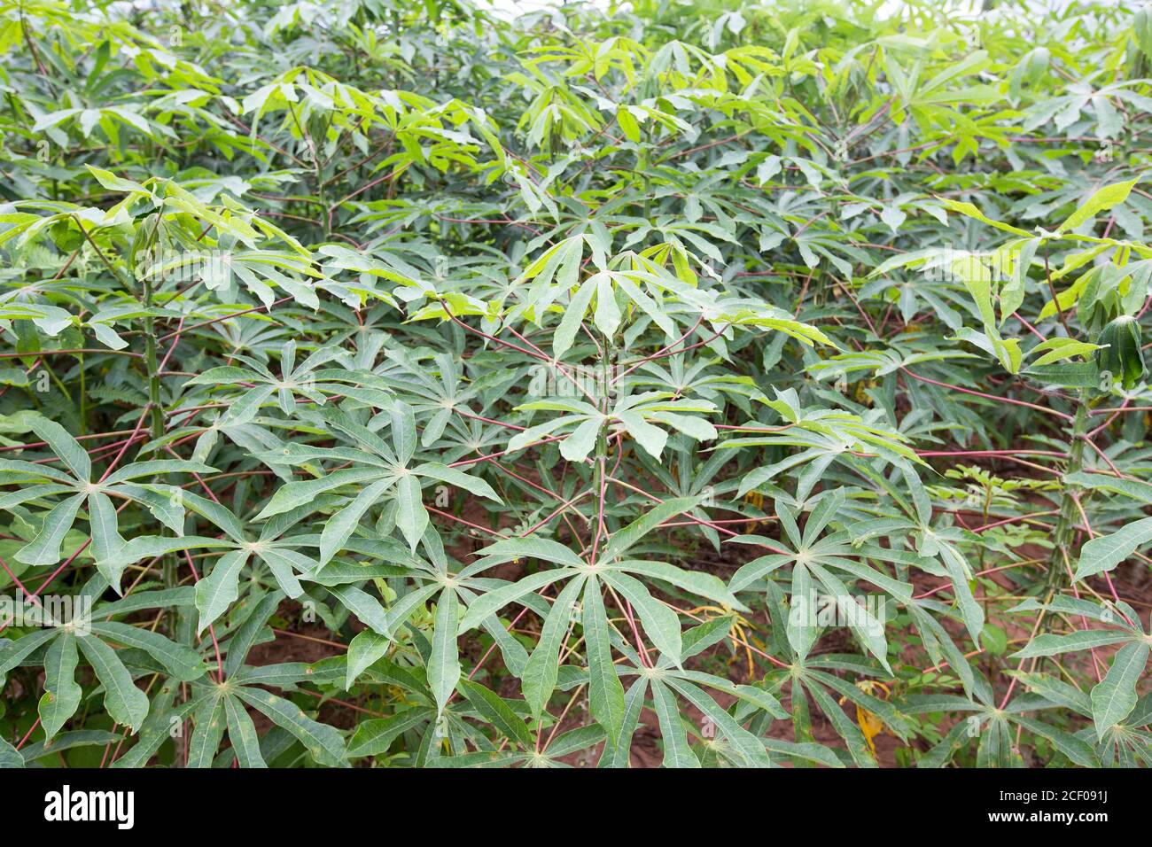 Cassava Leaf High Resolution Stock Photography And Images Alamy