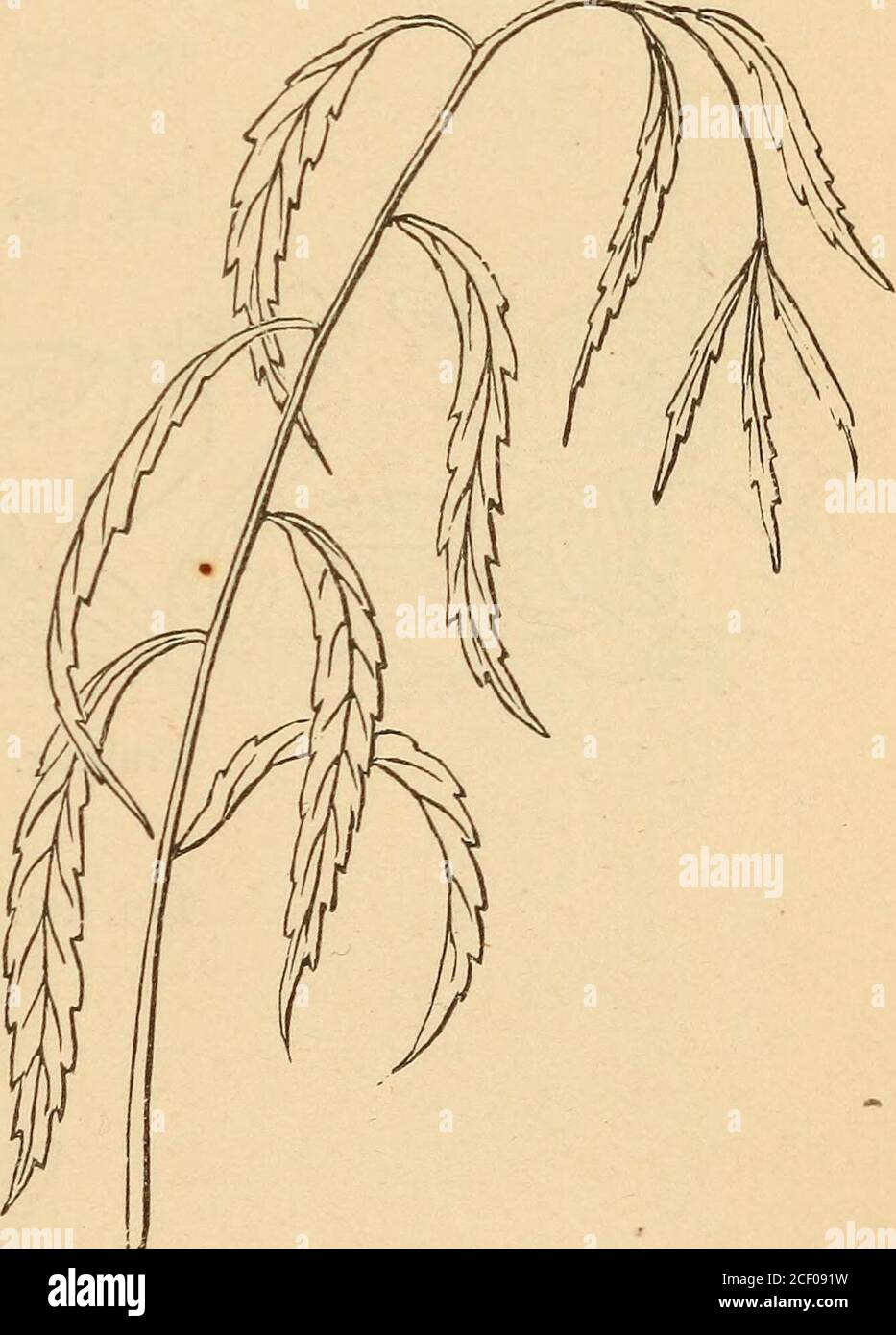 . The first book of botany : designed to cultivate the observing powers ...