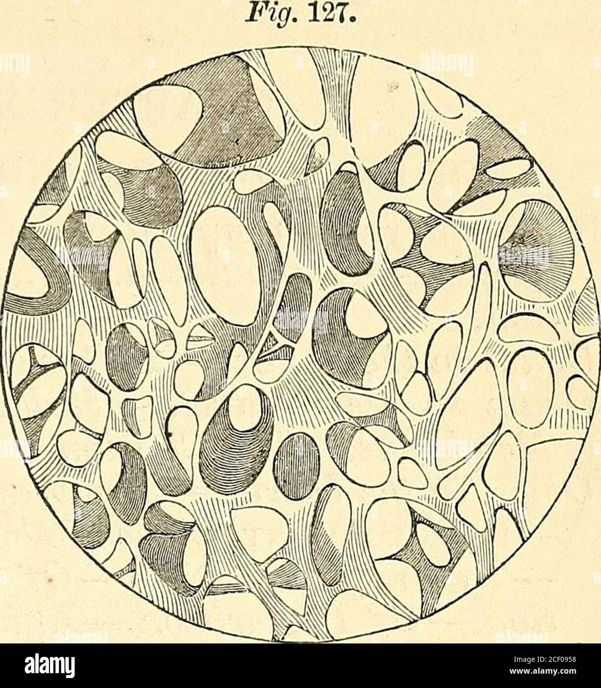 Areolar connective tissue hi-res stock photography and images - Alamy