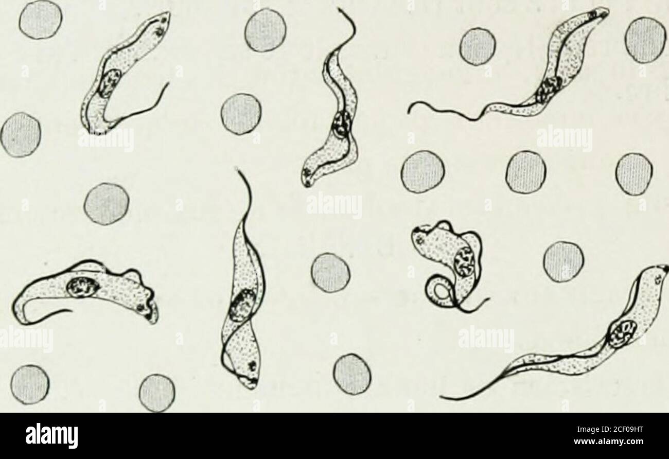 Centrosome microscope hi-res stock photography and images - Alamy