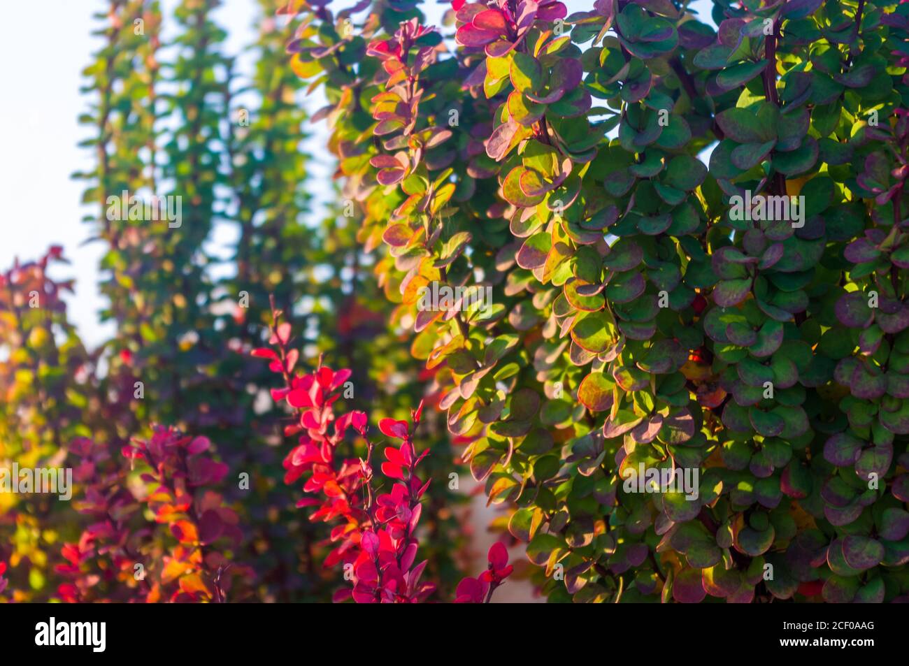 Purple Leaves On Bush Of Thunberg's Barberry, Berberis Thunbergii, The Japanese Barberry, Or Red Barberry illuminated by soft evening sunlight, autumn Stock Photo
