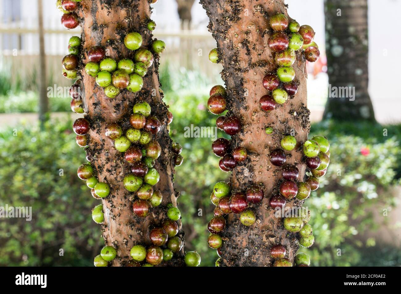 Fruit. Exotic. Jabuticaba in the tree. Jaboticaba is the native Brazilian grape tree. Species Plinia cauliflora. Stock Photo