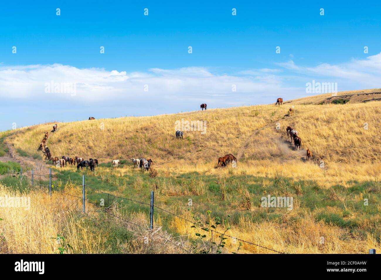 A herd of wild horses climb a hill in the high desert near Palouse Falls, Washington USA Stock Photo