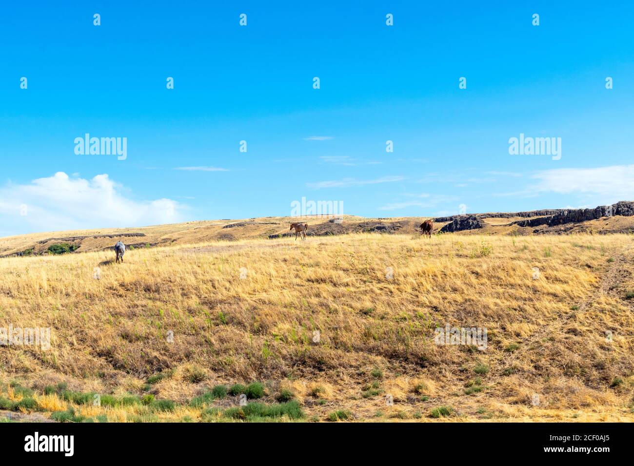 Three wild horses on top of a hill in the Palouse Falls State Park area