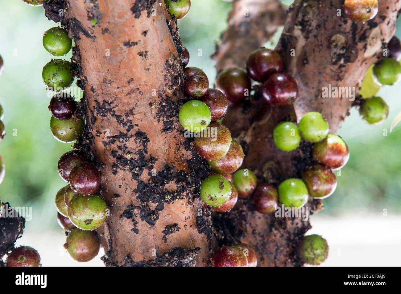 Fruit. Exotic. Jabuticaba in the tree. Jaboticaba is the native Brazilian grape tree. Species Plinia cauliflora. Stock Photo