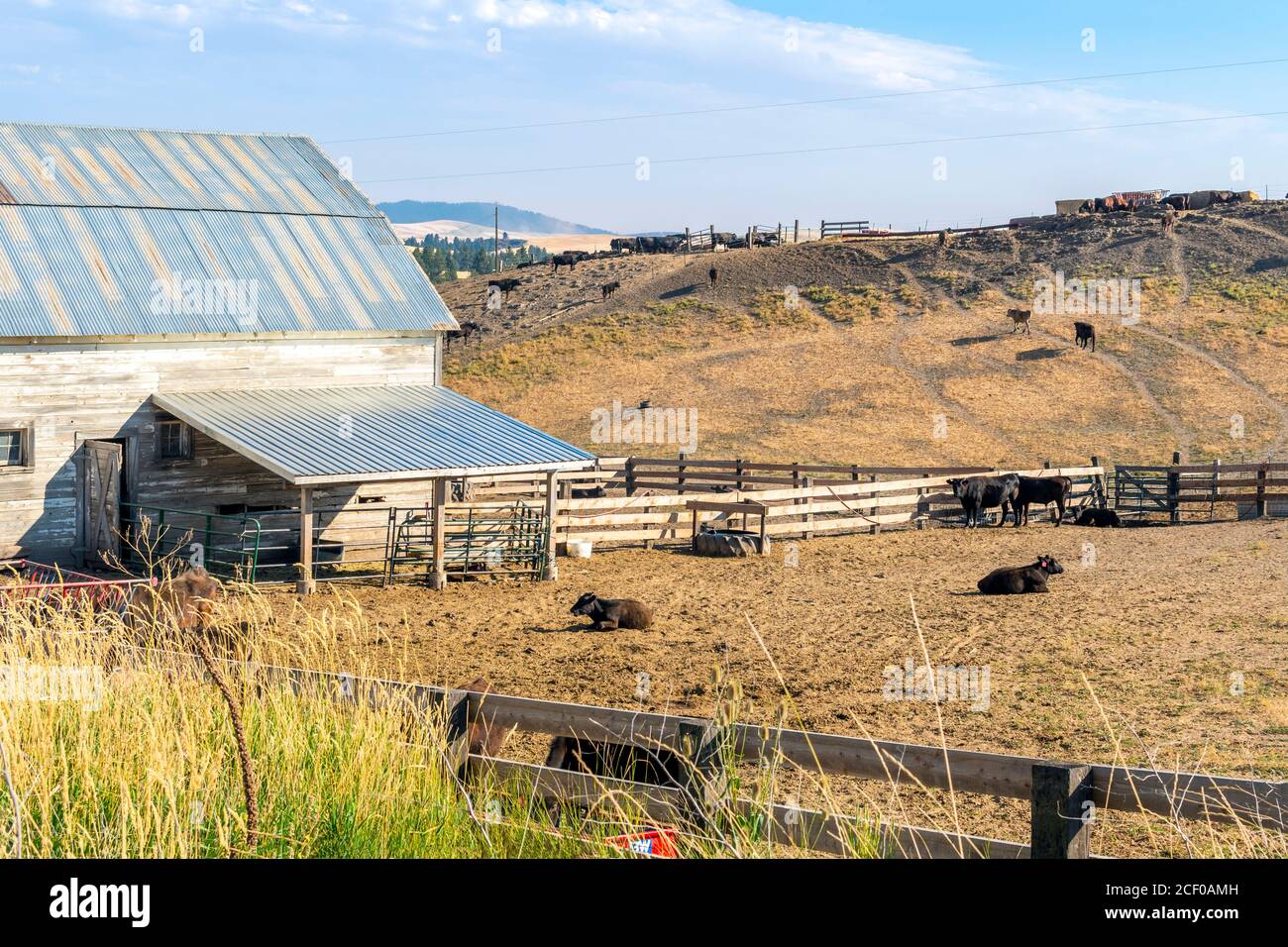 A small rustic barn with cows in a corral gated area and cattle on the hill in the high desert of the Inland Northwest, Washtucna, Washington USA. Stock Photo