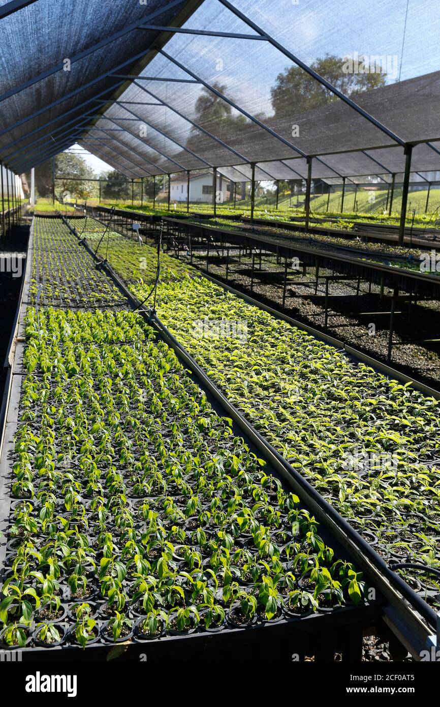 plant seedlings growing for reforestation of the Atlantic Forest in ...