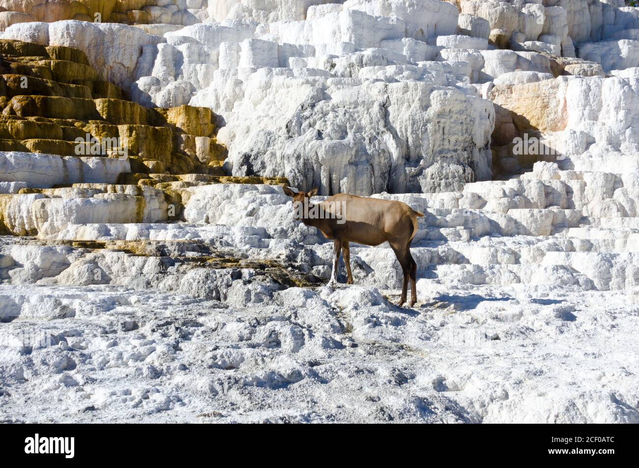 Elk sitting on Mammoth Hot Springs in Yellowstone National Park, USA