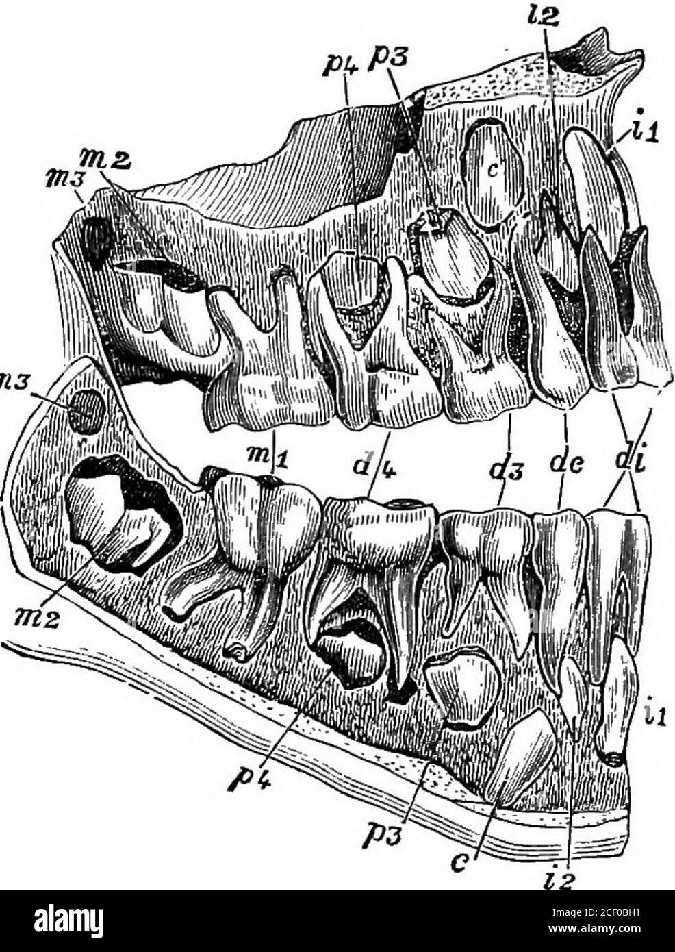 . Human physiology. Fig. 85. — Showing thefour kinds of HumanTeeth. x, incisor tooth (exterior view) ;2, canine tooth (exteriorview) ; 3, bicuspid tooth (sideview showing the two cusps);4, molar tooth (exterior view). Fig. 86.—Section of the Jaws of a Child of 61Years, showing the Milk or Deciduous Teeth,also the Permanent Teeth in Process ofFormation. di, the milk incisors ; dc, the milk canines ; &lt;£}, and di,, themilk molars; zi and iz, the permanent incisors; £,thepermanent canines ; ^3 and /.), the permanent bicuspids;mi, the first permanent molars, which have already madetheir appearan Stock Photo
