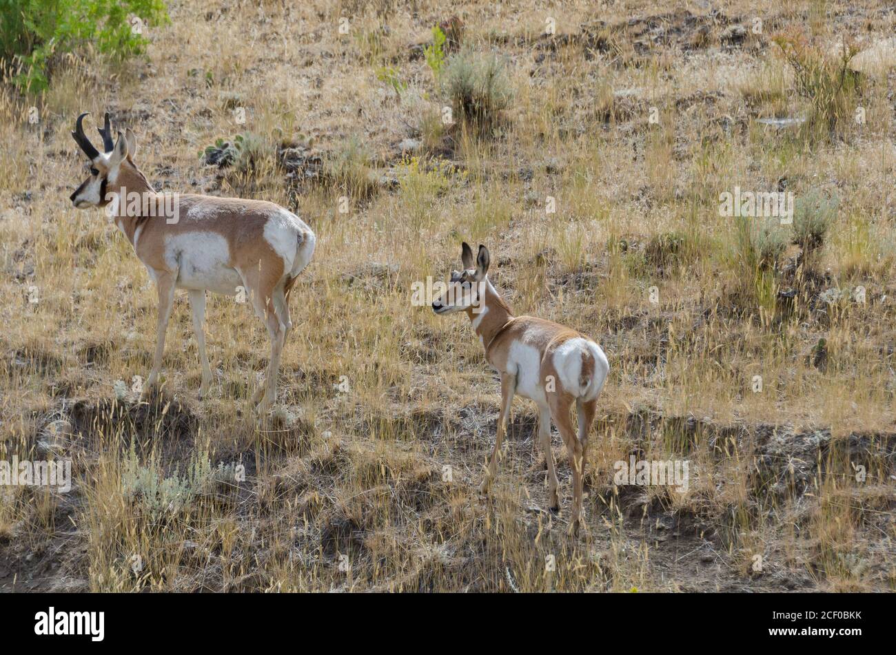 pronghorn antelope in Yellowstone National Park, USA Stock Photo
