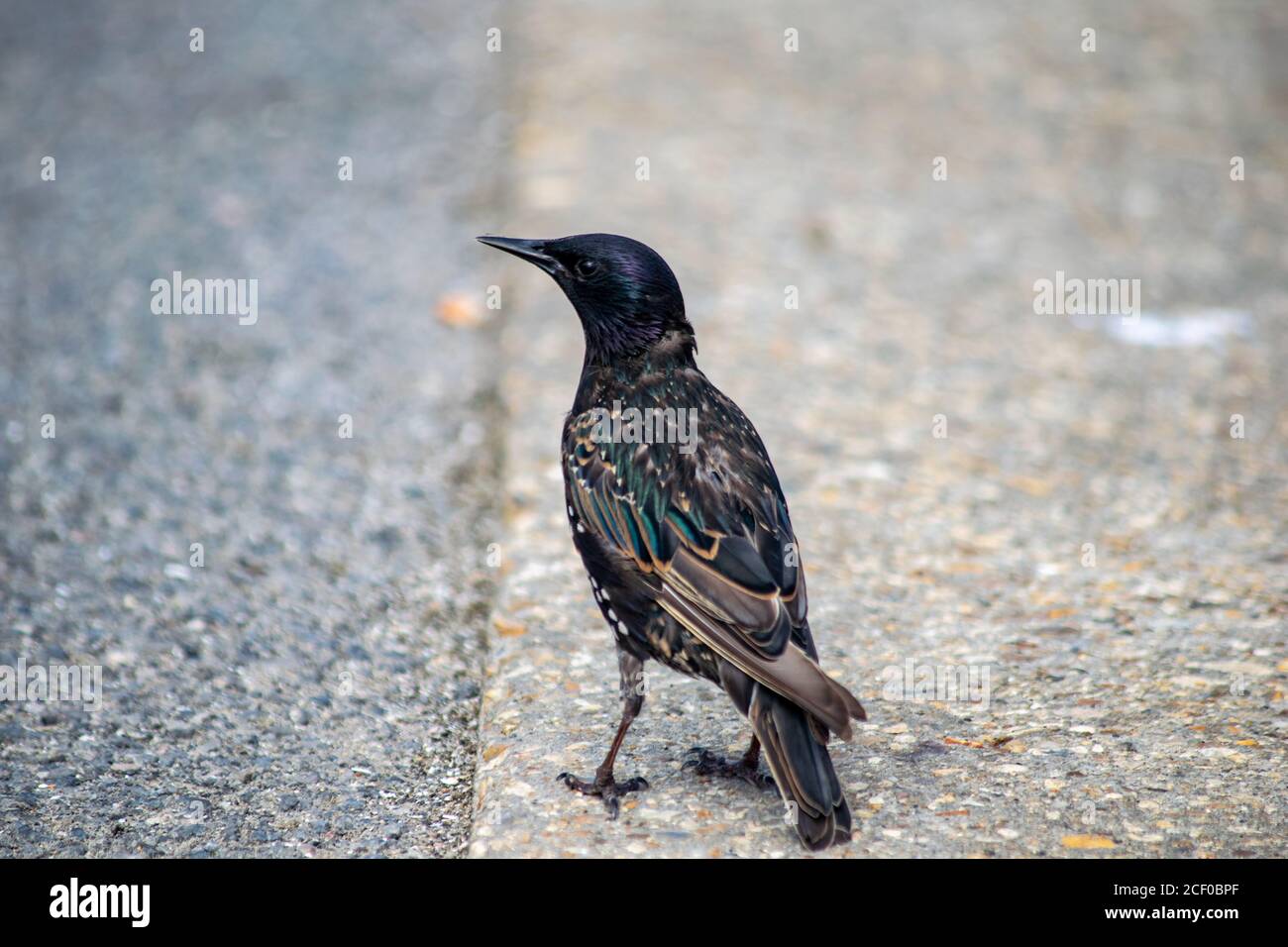 Starling male bird looking for food on the pavement by the sea, beautiful luminance feather texture pattern Stock Photo