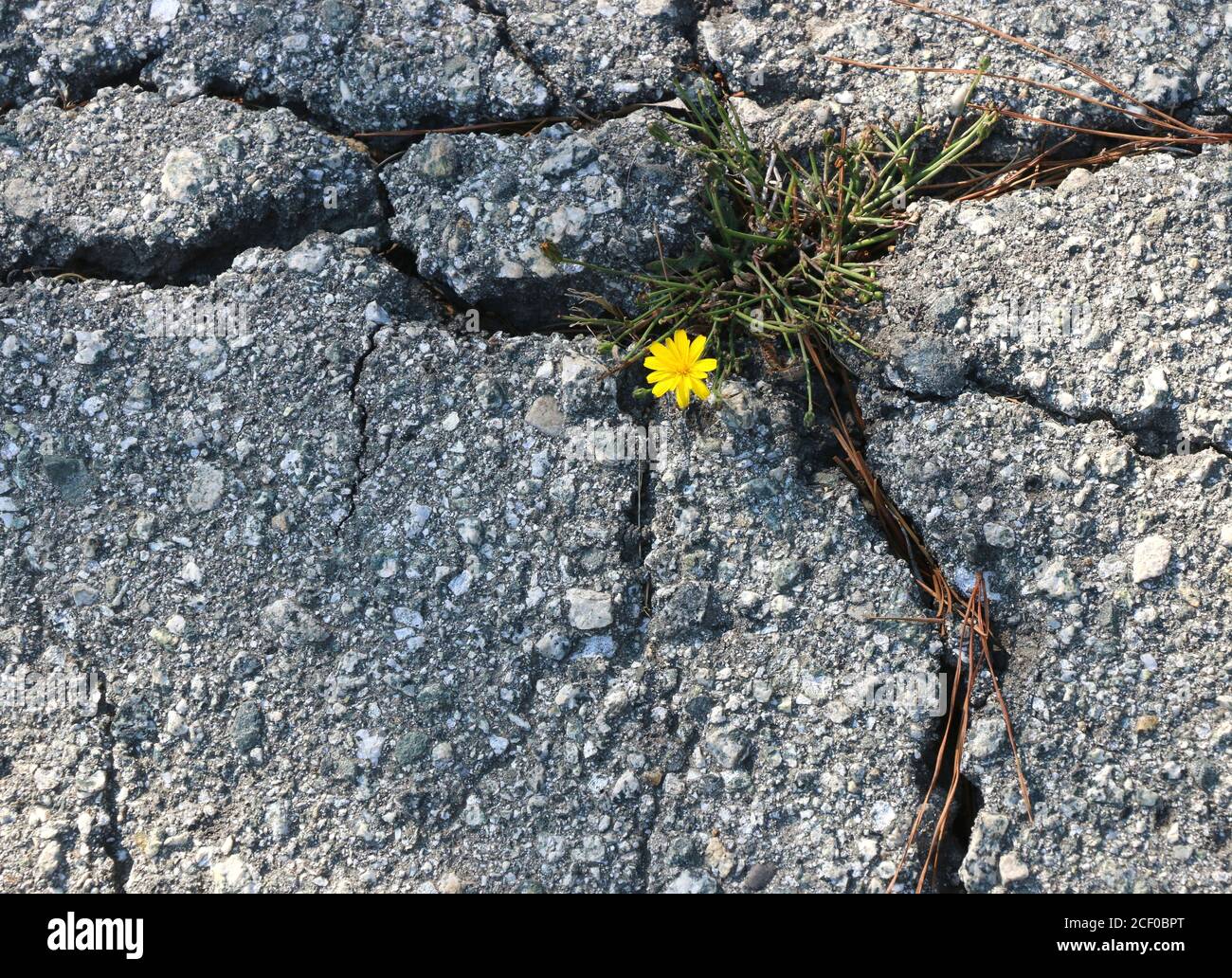 Strong little yellow flower grows up through cracked pavement, a symbol of hope through adversity. Stock Photo