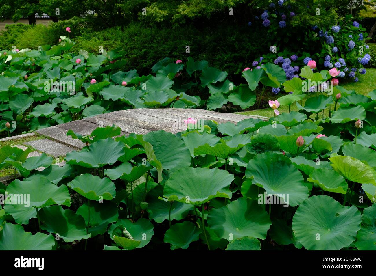 Water lilies and japanese bridge hires stock photography and images