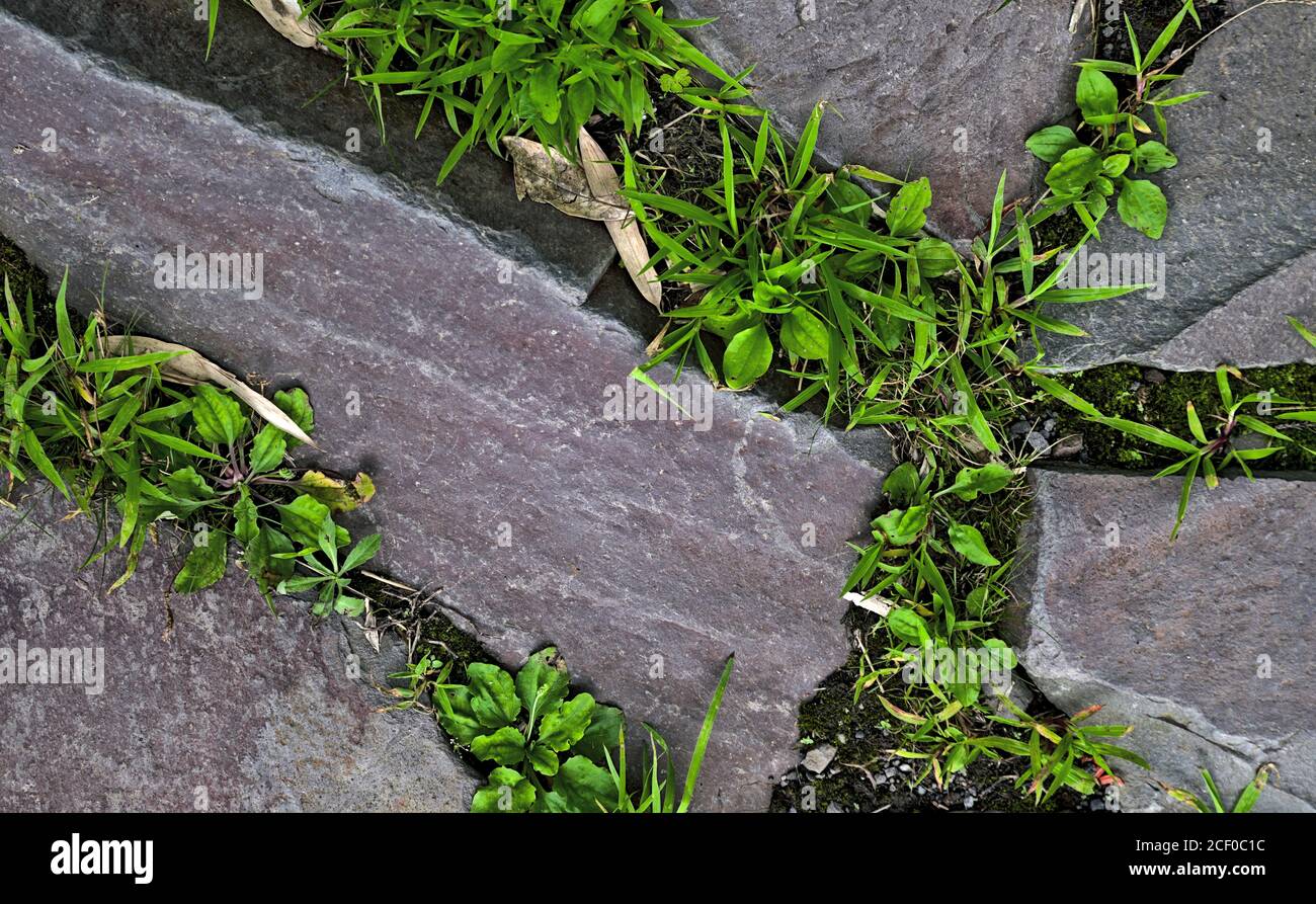 Top-down view of grass growing between the cracks of flat gray stepping stones Stock Photo