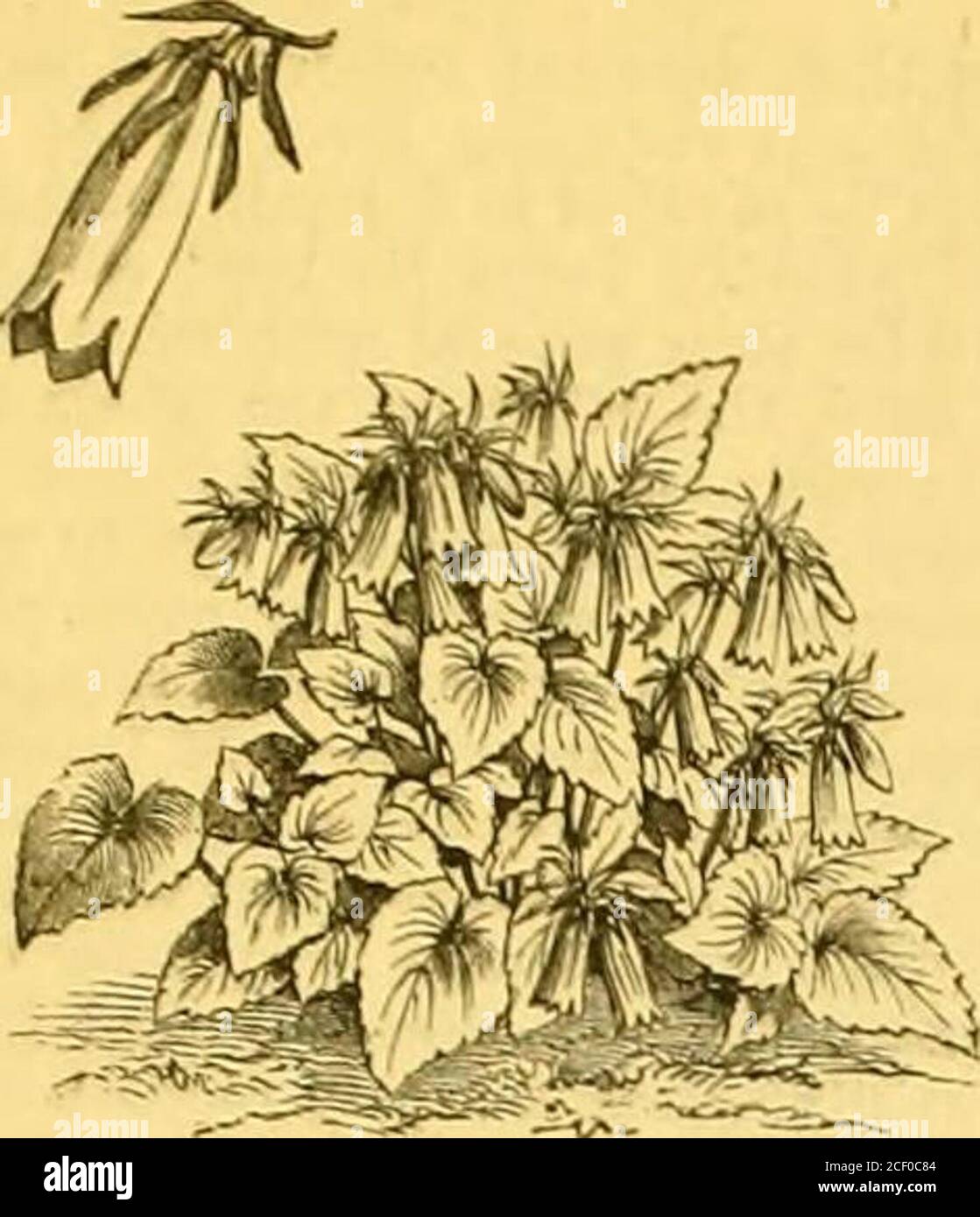 Indian snake root hi-res stock photography and images - Alamy