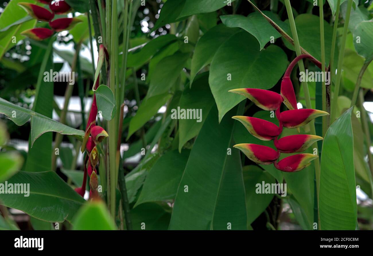 Red yellow hanging flowers heliconia hires stock photography and