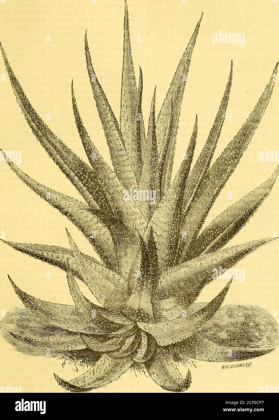 aloe vera body cream action Aloe Vera Body Cream main image 1