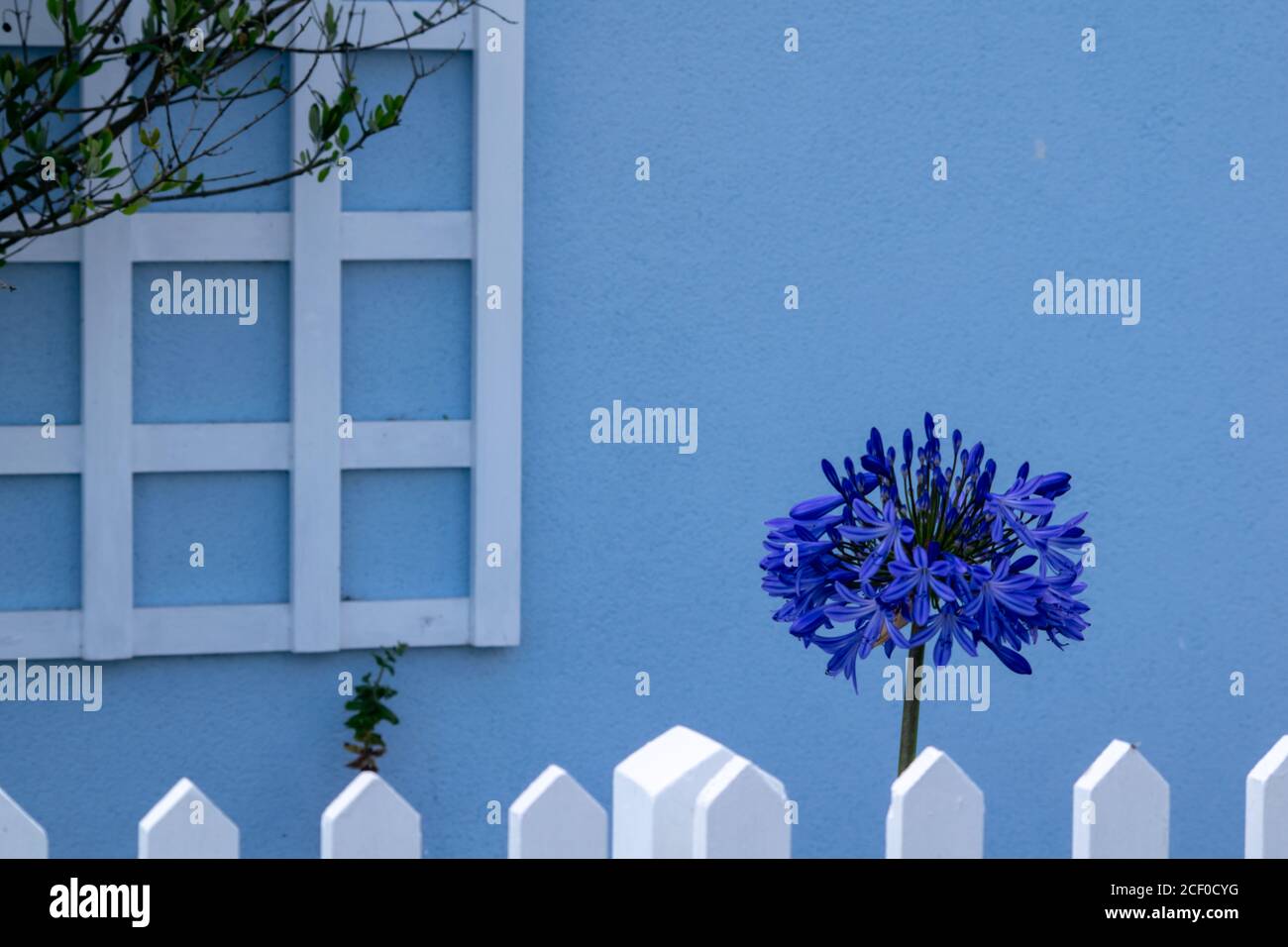 Blue flower growing in little front garden with white fence, light blue house wall and white crate in background, British coutryside by the sea Stock Photo