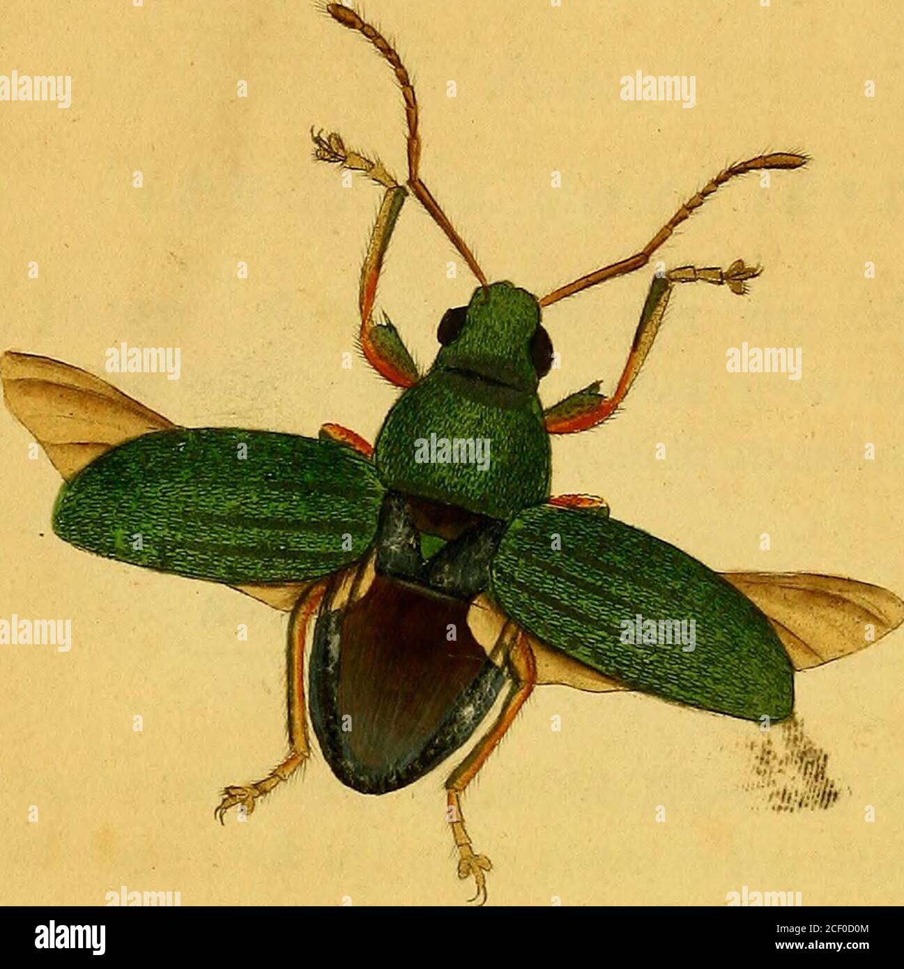 . The natural history of British insects : explaining them in their ...