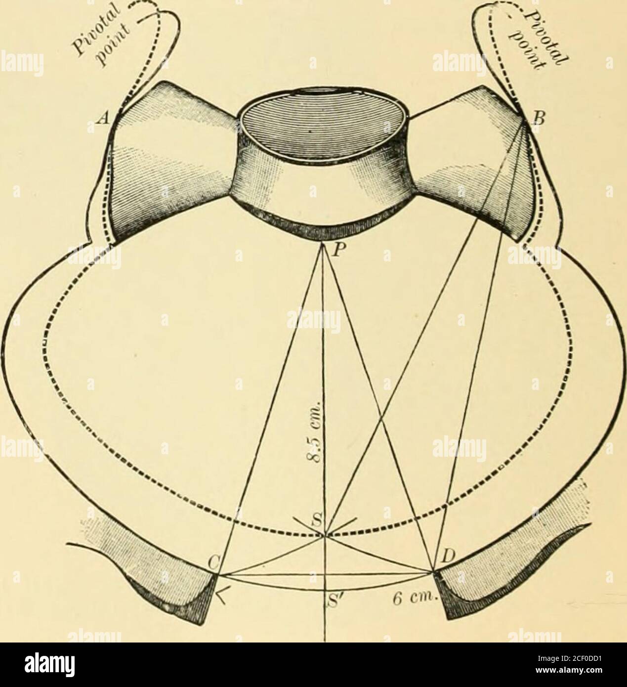 . An American text-book of obstetrics. For practitioners and students. Fig. 505.—The effect of descent of the pubic bones on the gain in length of sacro-pubic diameter. Bymere separation of bones, the gain in conjugata vera would be S S; with added effect of descent it isS, S (Wehle). lines running from the promontory to the anterior half of the linea ilio-pectineaare elongated more than by mere separation of the pubic bones. But this is. Fig. 506.—Diagram of pelvic brim, showing gain in space on opening pubic joint: PS, conjugate jointclosed; PS, conjugate joint open 6 cm. (Wehle). not all. A Stock Photo