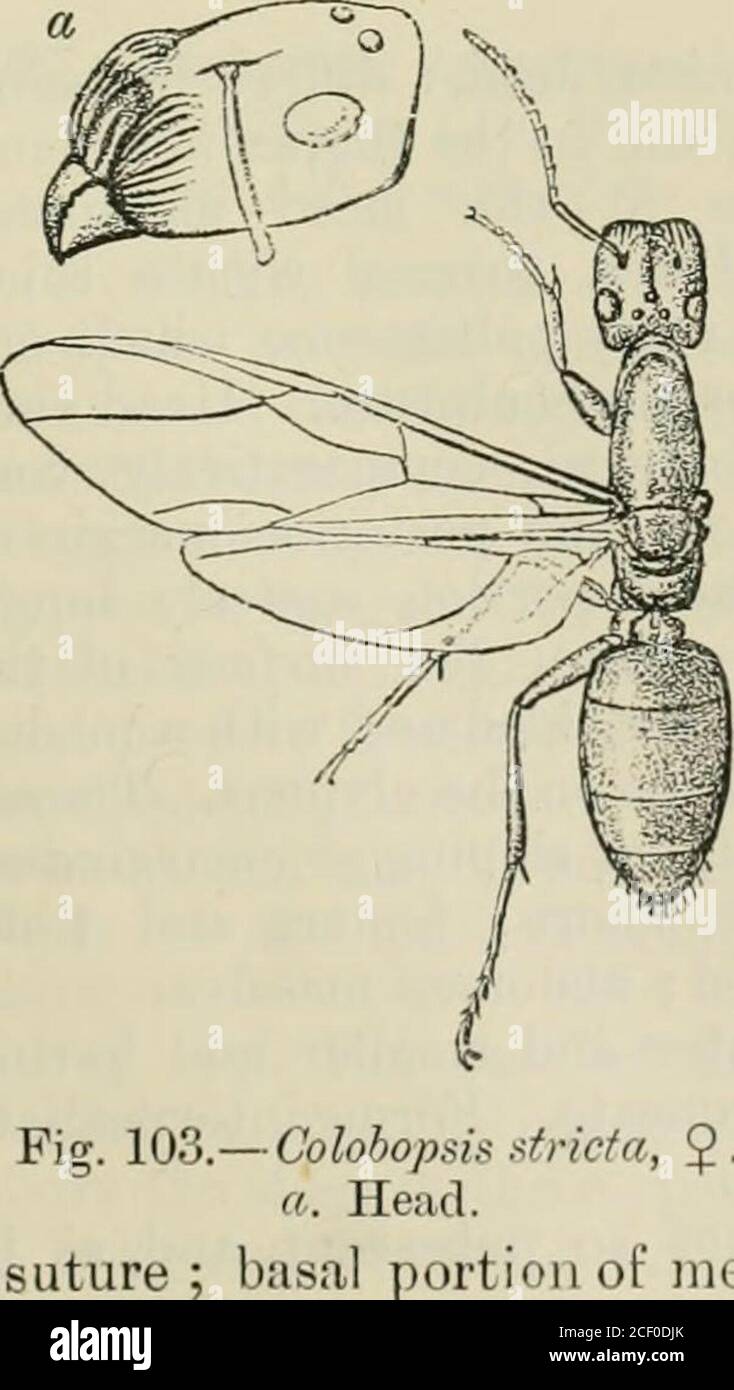 Hymenoptera Hout A Yellow Spot Abdomen Entirely Black C Head Thorax Legs And Node Of Pedicel Yellowish Brown B Colour Entirely Brownish Red C Colour Entirely Testaceous Yellow 394 Colohopsis