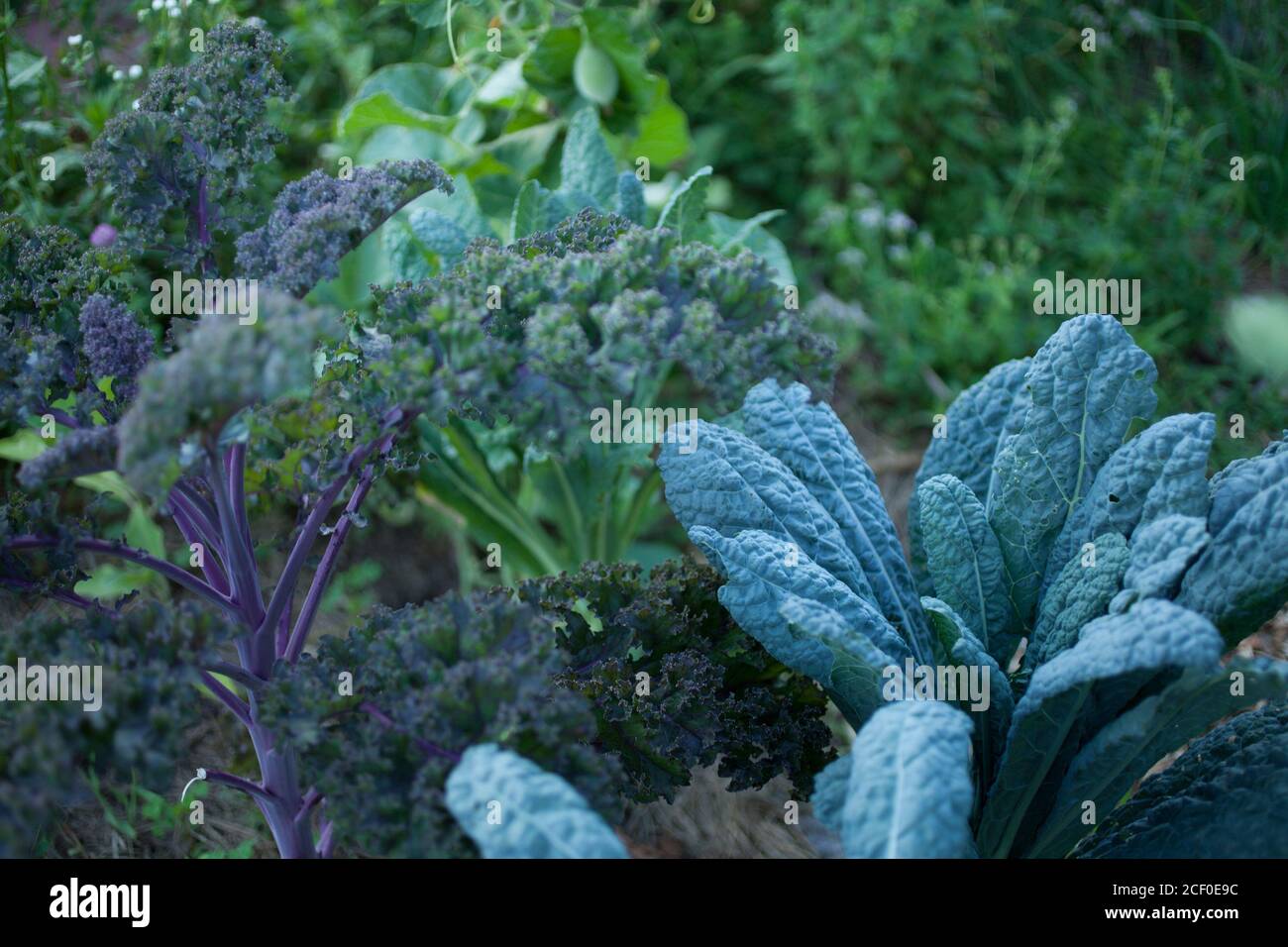 Kale growing in a community garden. Stock Photo