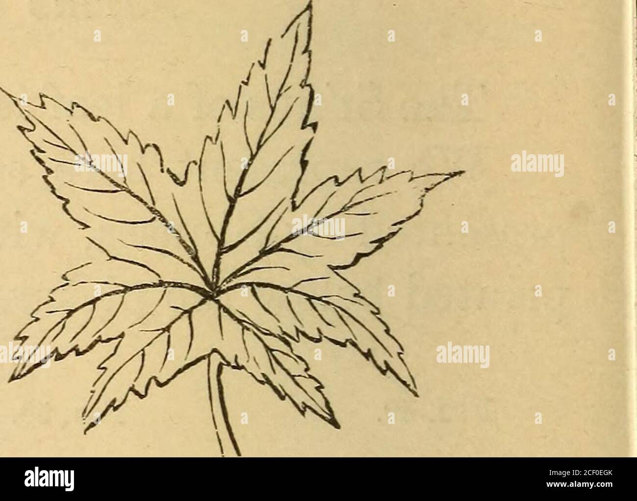 O Mk If High Resolution Stock Photography And Images Alamy