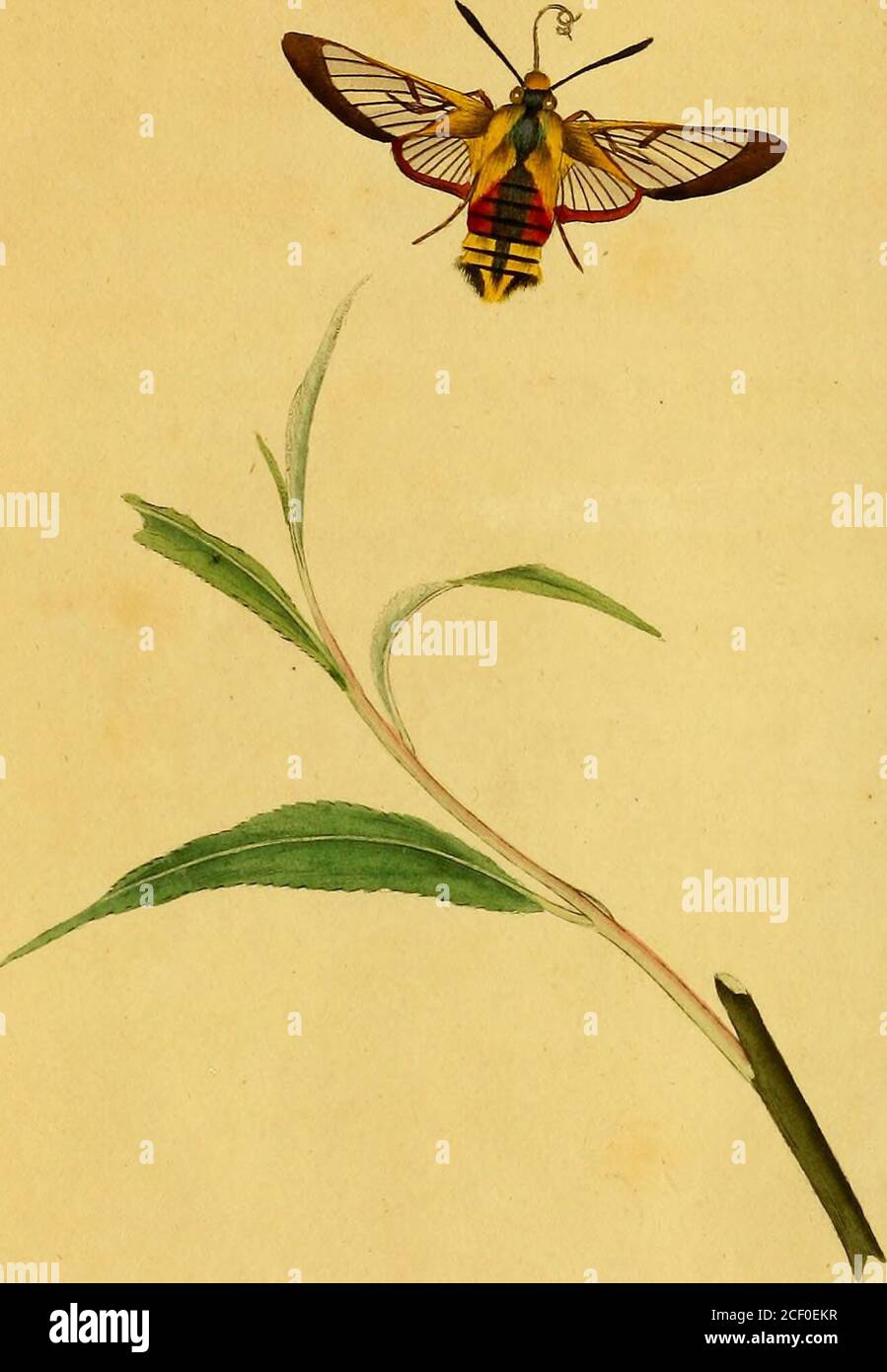 . The natural history of British insects : explaining them in their ...