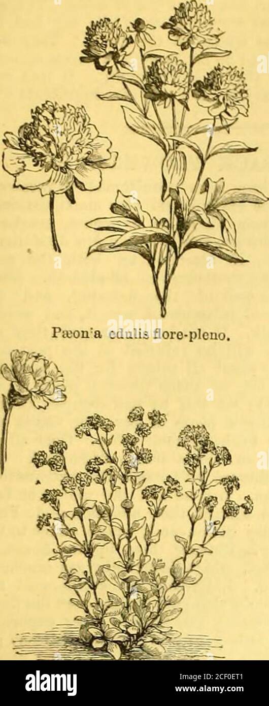 . The Garden : an illustrated weekly journal of gardening in all its branches. isdioica fl.-])!., Cerastium in var., Saxifraga Cymbalaria, Euphor-bia Chama&gt;cyparissias, Pieonia tenuifolia var. Smouti, Hyaciii-thus amethystinus albus, Symphytum bohemicum, SaxifragaCotyledon, Trientalis europa:a, Armeria Cephalotes, Thlaspilatifolia, Erodium macrodenium, Potentilla alpestris, Lupinuspolyphyllus, Thermopsis fabacea, Centaurea uniflora, Semper-vivum anomalum, Valeriana pyrenaica, Smilacina stellata. Irissibirica, I. iberica, Comfrey, Geranium maculatum, Pa;ouiaRussi, Potentilla dubia, Heracleum Stock Photo