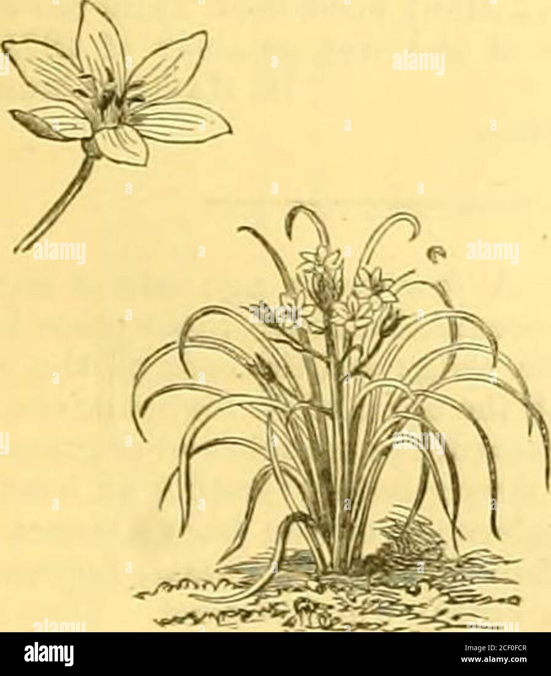 . The Garden : an illustrated weekly journal of gardening in all its branches. yellow Asphodel {Asphodolos luteus).. Star of Bethlehem(Omithogalum umbellatum). Stock Photo