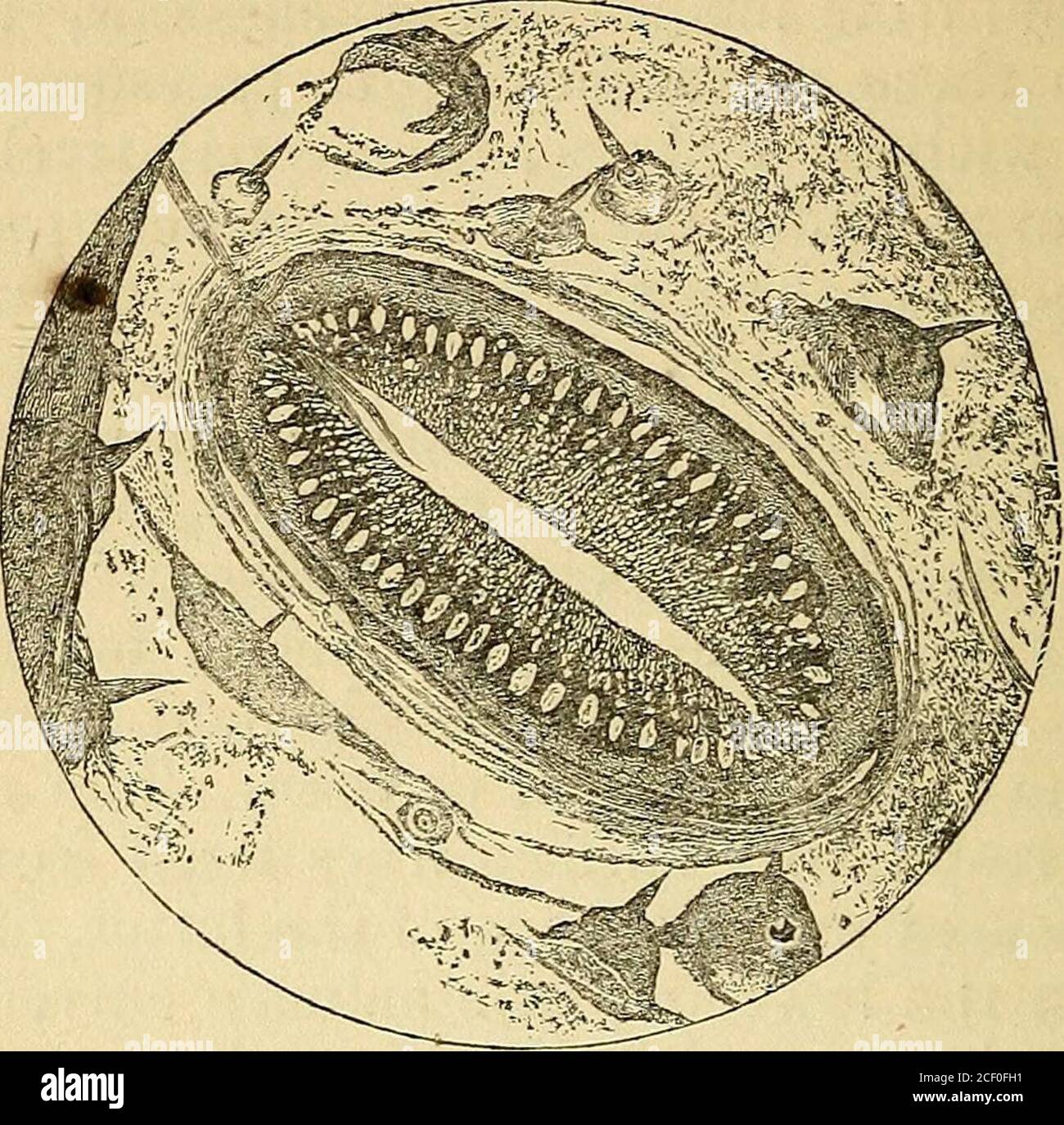 Valvulae Insect . A text-book on physiology : for the use of schools and colleges ...