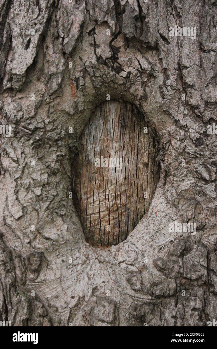 Wild trees and plants growing in the Caldwell Woods forest preserve in