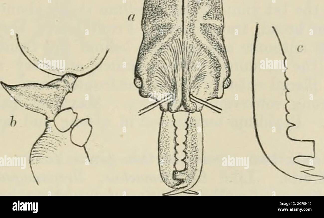 Ogn High Resolution Stock Photography And Images Alamy