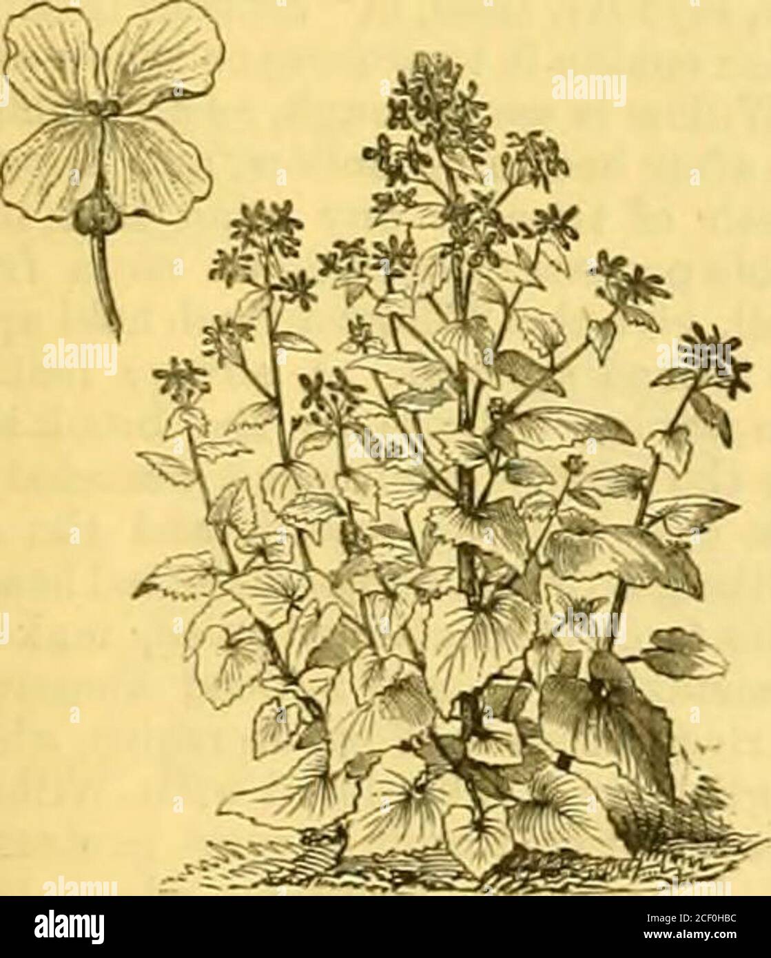 . The Garden : an illustrated weekly journal of gardening in all its branches. Common Thrift (Staticc Aimcria). Alpine Lychnis (Ljehnis alpina).. Honesty (Lunaria biennis^. Stock Photo