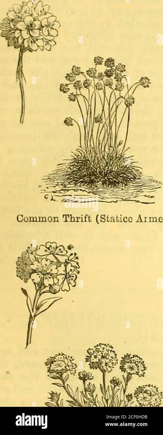 . The Garden : an illustrated weekly journal of gardening in all its branches. 449 Double-flowered Meadow Saxifrage(Sajtifraga granalata var. flore-pleno).. Common Thrift (Staticc Aimcria). Alpine Lychnis (Ljehnis alpina). Stock Photo
