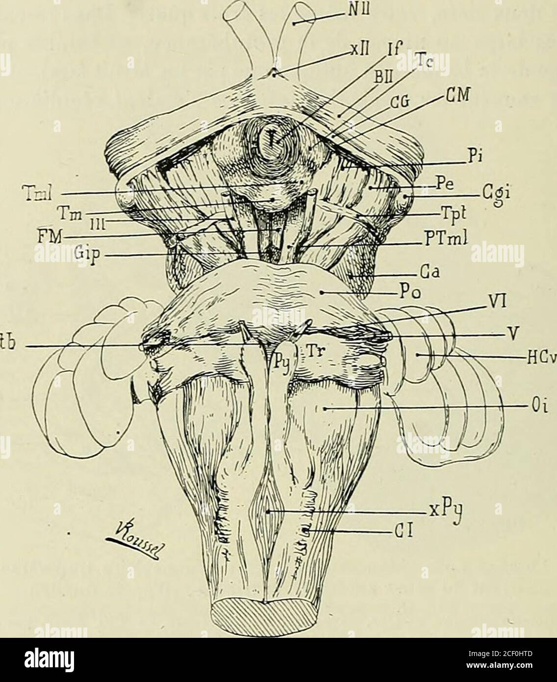 . Anatomie des centres nerveux. ie au niveau du bord hémisphérique du pédoncule, faisceau externe.par le point de pénétration de la.commissure de Meynert(CM). Cette dernièreapparaît librement à la face inférieure du cerveau, en arrière du chiasmaet de la bandelette optique (fig. 191). Chez lhomme et chez les autres mam-mifères plus élevés dans la série, la commissure de Meynert napparaît jamais Faisceau en échar-pe de Féré. Chez le lapin lepoint de pénétrationde la commissure dee le 32G ANATOMIE DES CENTRES NERVEUX. à lextérieur ; elle occupe toujours une situation profonde et se trouve en-glo Stock Photo
