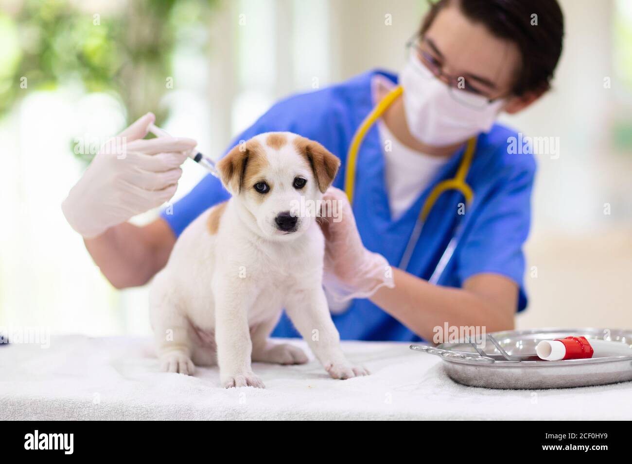 what do vets check for in puppies