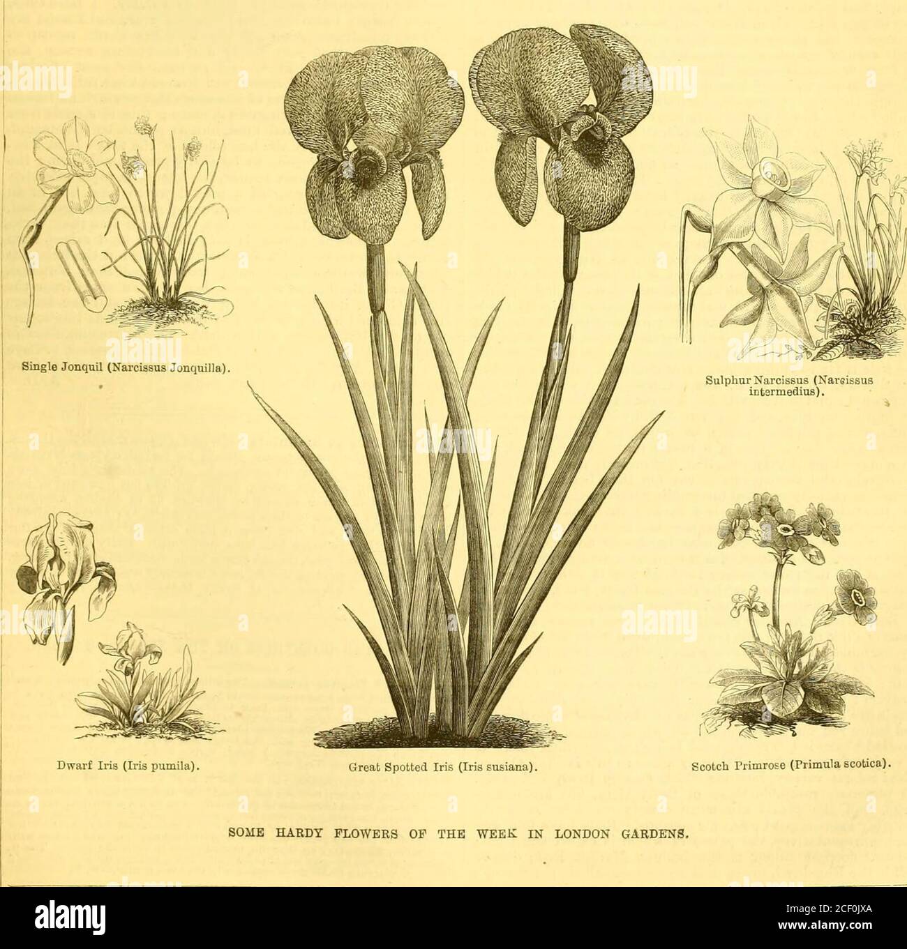 . The Garden : an illustrated weekly journal of gardening in all its branches. Alpine Forget-me-not (Myosotisalpestria). Suowy Primrose (Primula nivalis). Musk-scented Grape Hyacinth(Muscari moschatam).. Scotch Primrose (Primula scotica). SOilE HARDY FLOWERS OF THE WEEK IN LONDON GARDENS. 428 THS GARDEN. [May 6, 18?6. colour in Kheltored positions, but as jx-t it can scarcely be saidto be in bloom. The charming little Birds-foot Violet (Violapedata) is very pretty, and its variety, V. bicolor, in whichthe three lower segments are white and the upper ones darkpurple, is even still more conspicu Stock Photo