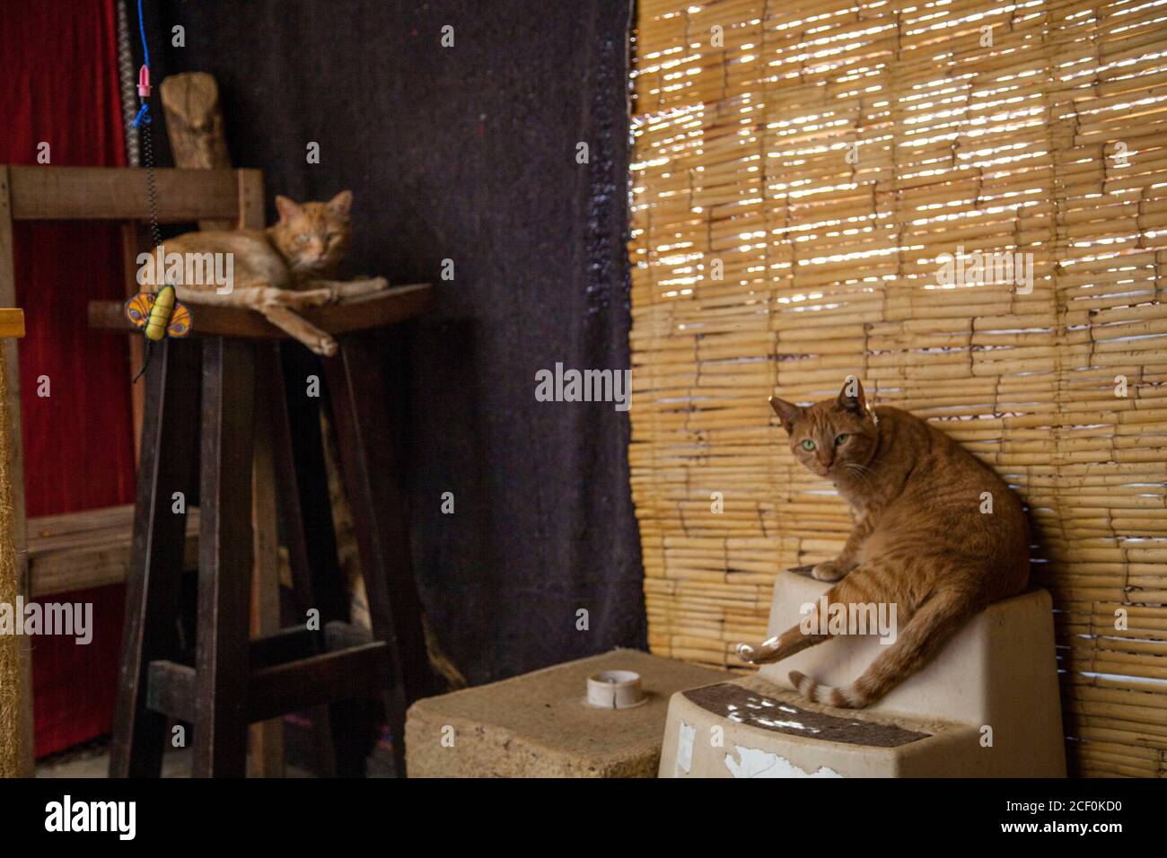 Lusaka, Zambia. 2nd Sep, 2020. Cats are seen at Lusaka Animal Welfare