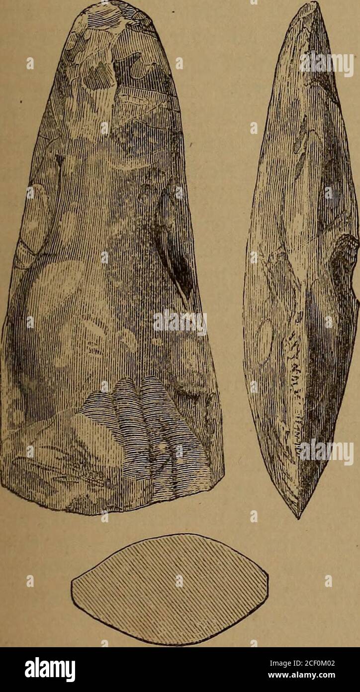 . The ancient stone implements, weapons, and ornaments, of Great Britain. Fig. 44.—Coton, Cambridge. * Arch. Journ., ix. p. 194. Salisbury vol., p. 112. SHOWING A FACET AT THE EDGE. 93 this kind had become damaged by use, a fresh edge was obtained bychipping, which, in some instances, the owner of the implement was notat the pains to sharpen by grinding. Fig. 46 gives another variety of the flint celts with sharp or somewhatrounded sides. It is slightly ridged along each face, and the faces,instead of being uniformly convex to the edge, have at the lower part anearly flat facet of triangular f Stock Photo