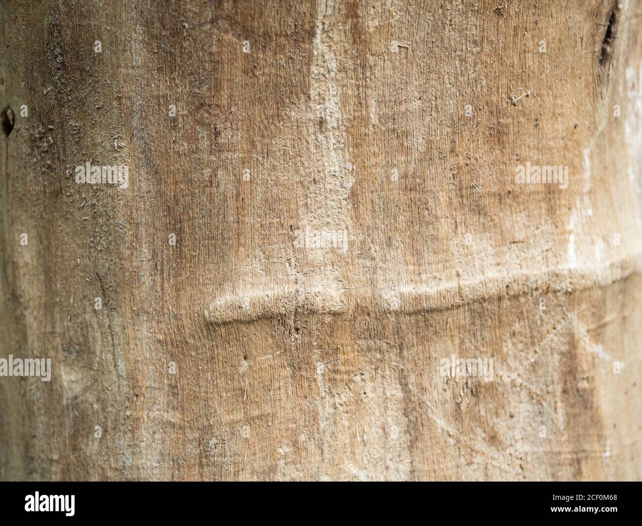 Scratches on tree hi-res stock photography and images - Alamy