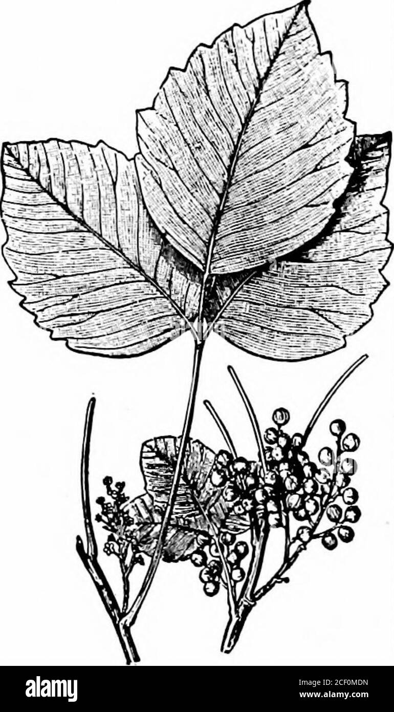 . Accidents and emergencies; a manual of the treatment of surgical and medical emergencies in the absence of a physician. Fig. 37.—^Poison Sumac—Rhus vemix. Poison Ivy, Poison Oak, Poison Elder, PoisonSumac,* are names given to two varieties of the sumac ?The common Upland Sumac (Rhus glabra), with greenishflowers and purplish, hairy berries, and with beatiful scarlet leavesin autumn is not at all poisonous. The Virginia Creeper (Ampelop-sis quinquetolia) with leaves arranged in clusters of five, and scarletleaves and purple berries in autumn, is not poisonous. 148 -ACCIDENTS AND EMERGENCIES. Stock Photo