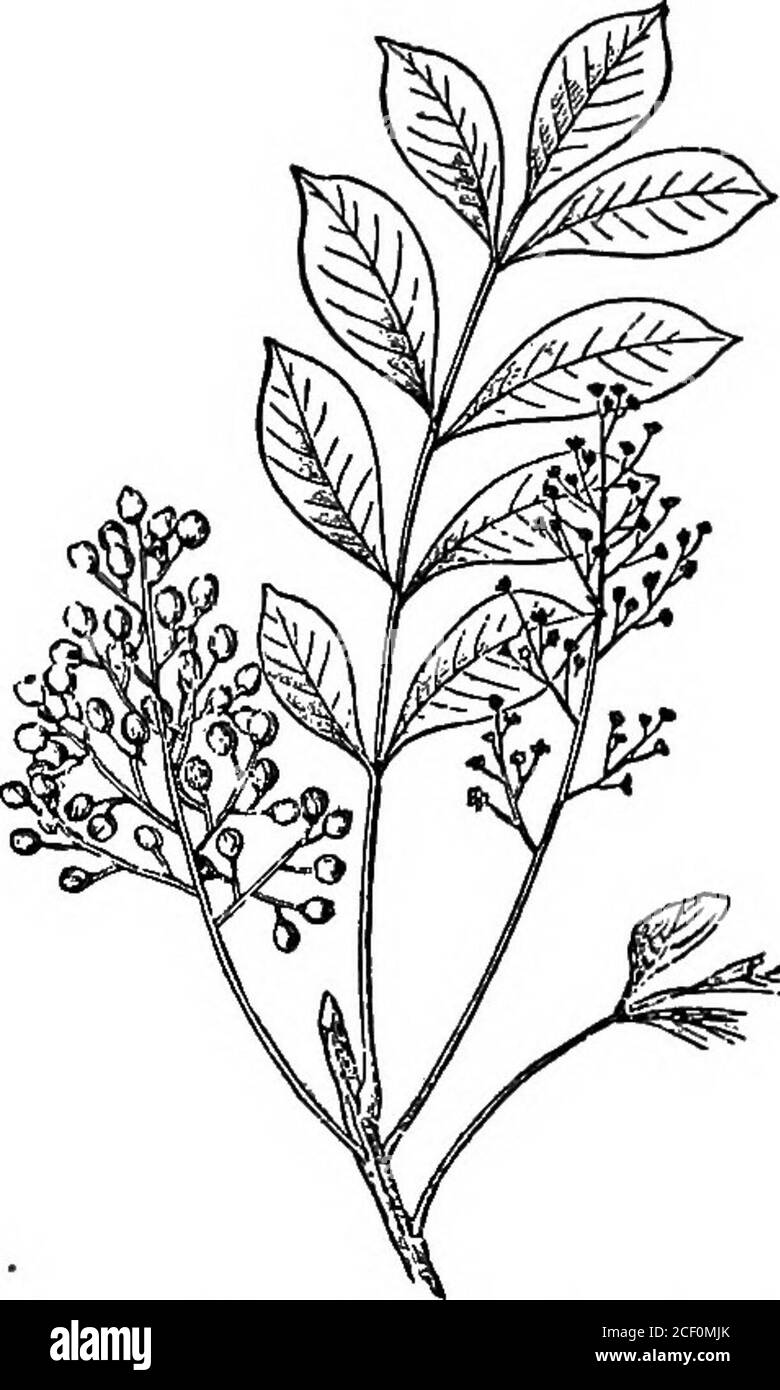 . Accidents and emergencies; a manual of the treatment of surgical and medical emergencies in the absence of a physician. Fig. 36.—Jamestown Weed—Stramonium. about four feet high, with leaves deeply cleft intofive parts. Its flower are dark blue, with a vaultedupper sepal, like a monks cowl. They are arranged DESCRIPTION OF POISONOUS PLANTS. 147 in the form called a spike—several flowers along acommon stem.. Fig. 37.—^Poison Sumac—Rhus vemix. Poison Ivy, Poison Oak, Poison Elder, PoisonSumac,* are names given to two varieties of the sumac ?The common Upland Sumac (Rhus glabra), with greenishfl Stock Photo