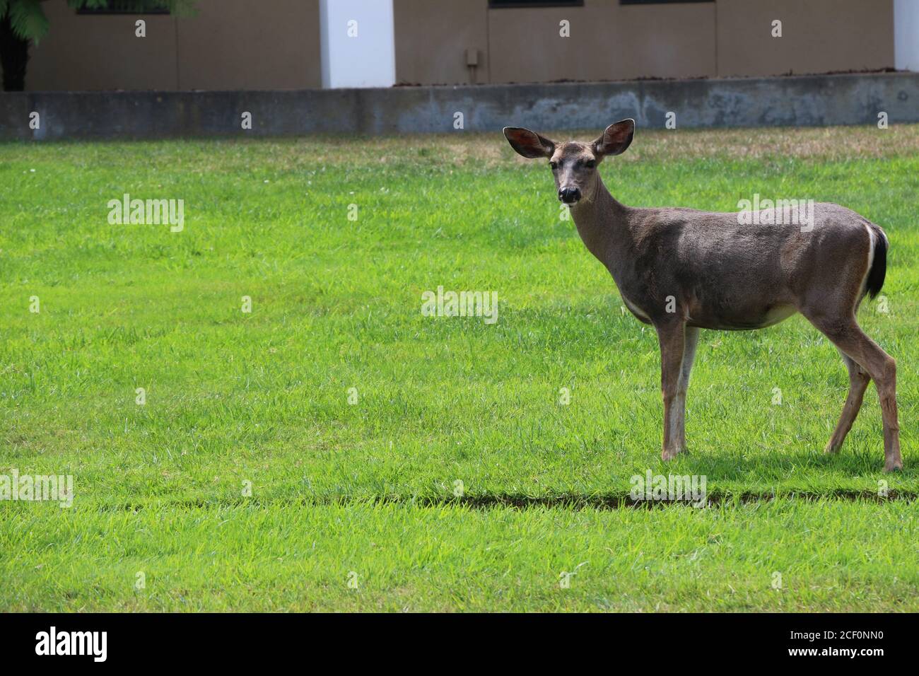 Gentle, brown female deer with large, soft ears stands in a watchful, curious pose on green grass. Stock Photo