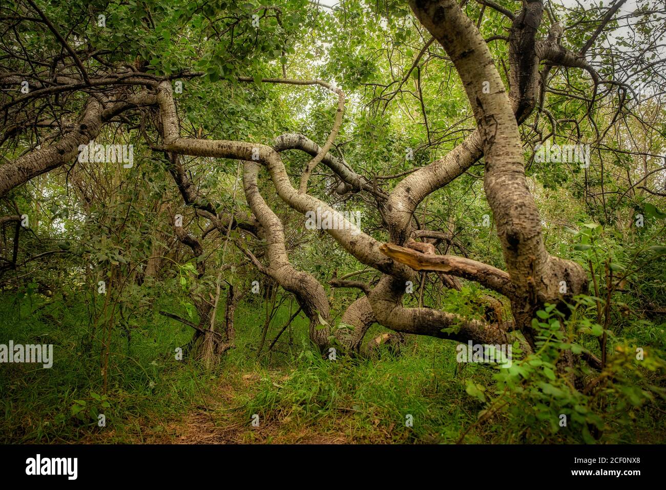 Bending and twisting trees at the Crooked Trees tourism site in a sunny ...