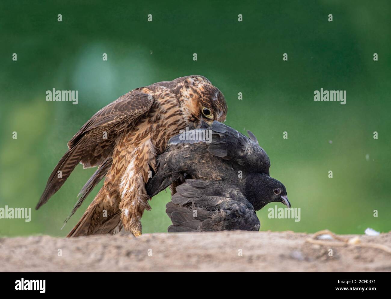 black shouldered kite, shikra, falcon, eagle, osprey , kestrel and other birds of prey in Pakistan Stock Photo