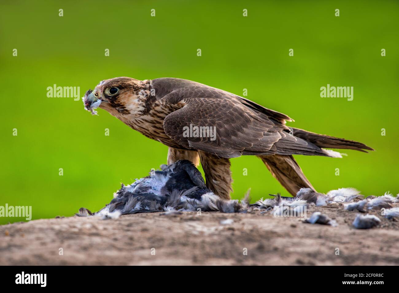 black shouldered kite, shikra, falcon, eagle, osprey , kestrel and